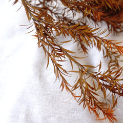 Melaleuca bracteata F. Muell，preserved flower，burnt orange flower