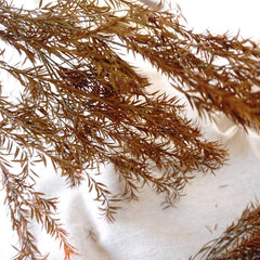 Melaleuca bracteata F. Muell，preserved flower，burnt orange flower