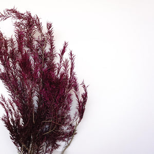 Melaleuca bracteata F. Muell，preserved flower，burnt orange flower