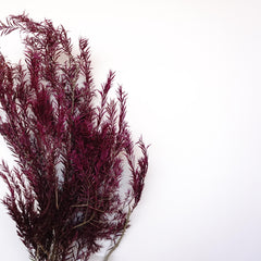 Melaleuca bracteata F. Muell，preserved flower，burnt orange flower