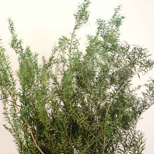Melaleuca bracteata F. Muell，preserved flower，burnt orange flower