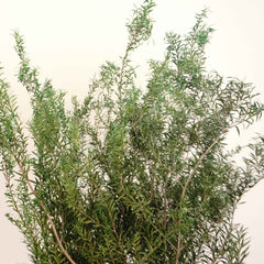 Melaleuca bracteata F. Muell，preserved flower，burnt orange flower