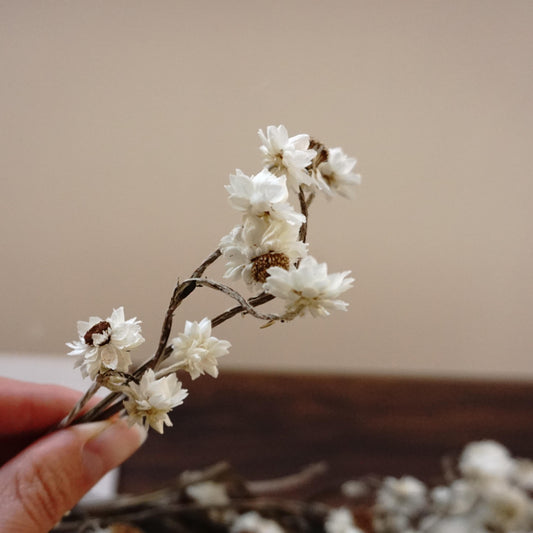 Dried chrysanthemum,dried flower .