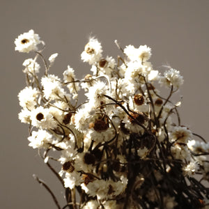 Dried chrysanthemum,dried flower .