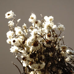 Dried chrysanthemum,dried flower .