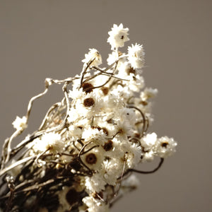 Dried chrysanthemum,dried flower .