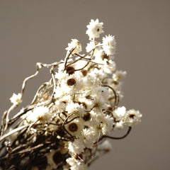 Dried chrysanthemum,dried flower .