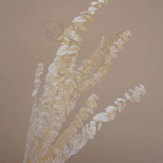 White color,eucalyptus ,preserved flowers,home decor