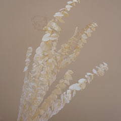 White color,eucalyptus ,preserved flowers,home decor