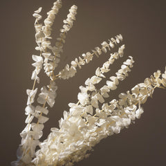 White color,eucalyptus ,preserved flowers,home decor