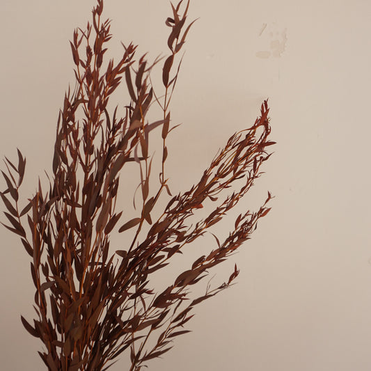 Burnt orange eucalyptus