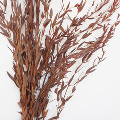 Burnt orange eucalyptus