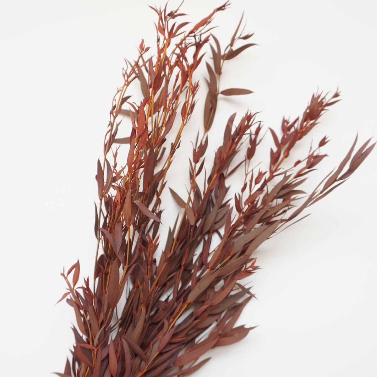 Burnt orange eucalyptus