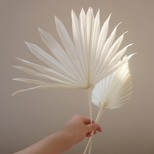 Prserved palm white color