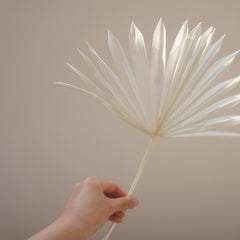 Prserved palm white color