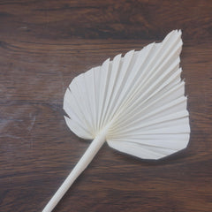 Prserved palm white color