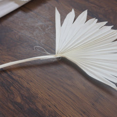 Prserved palm white color