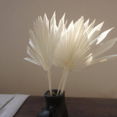 Prserved palm white color