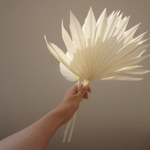 Prserved palm white color