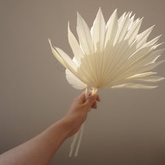 Prserved palm white color
