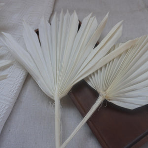 Prserved palm white color