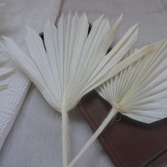 Prserved palm white color