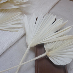Prserved palm white color