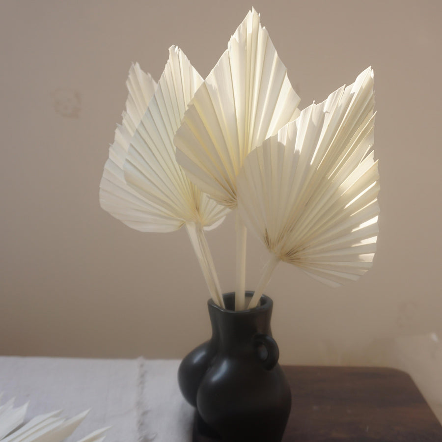Prserved palm white color