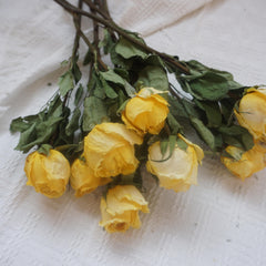 Yellow color dried rose