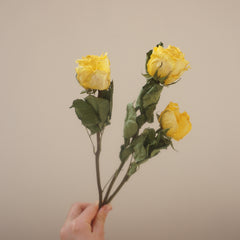Yellow color dried rose