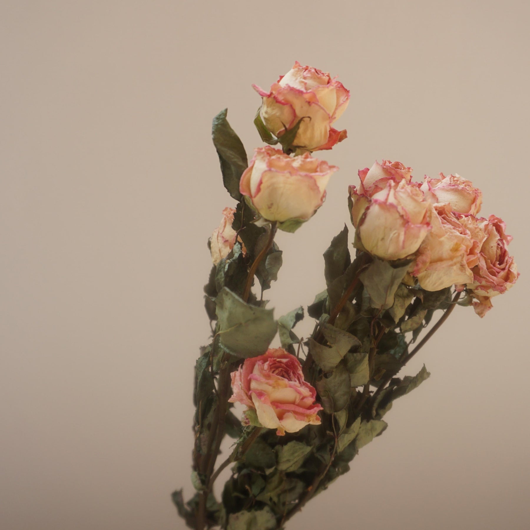 Dried rose