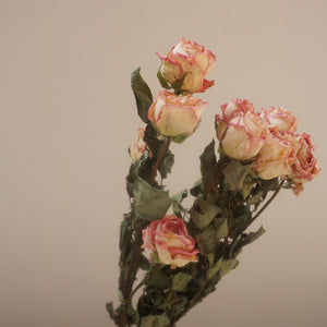 Dried rose