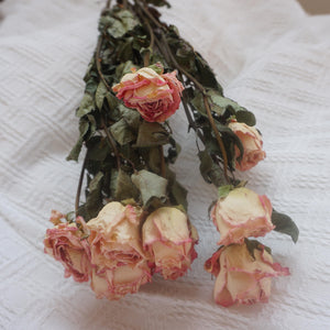 Dried rose