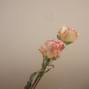 Dried rose