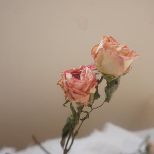Dried rose