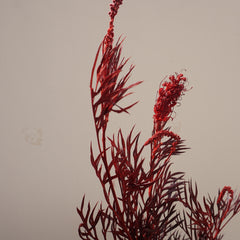 Red color preserved flower