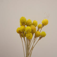 Strawberry fruit dried flower