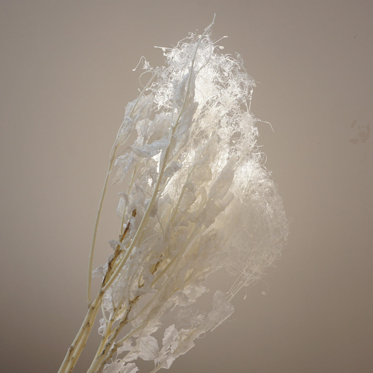 Lover in the mist,preserved flower