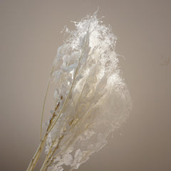 Lover in the mist,preserved flower