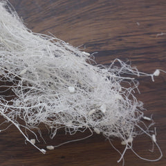 Lover in the mist,preserved flower