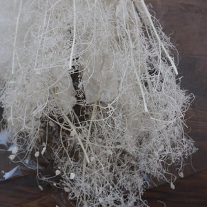 Lover in the mist,preserved flower
