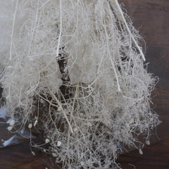 Lover in the mist,preserved flower