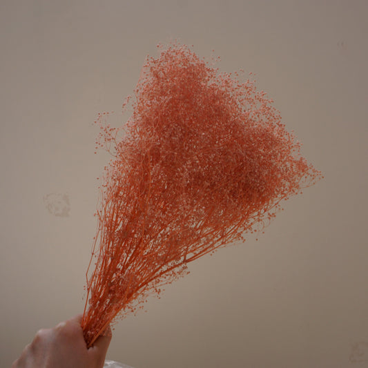 Oldham's Baby's Breath preserved flower