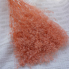Oldham's Baby's Breath preserved flower