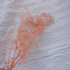Oldham's Baby's Breath preserved flower
