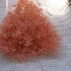 Oldham's Baby's Breath preserved flower