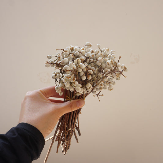 Ginkgo biloba,dried flower