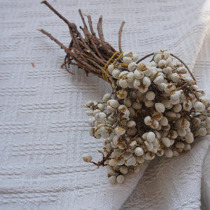 Ginkgo biloba,dried flower