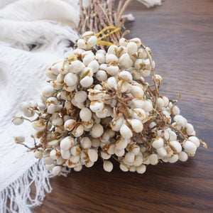 Ginkgo biloba,dried flower