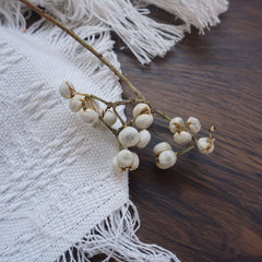 Ginkgo biloba,dried flower